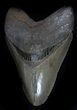 Glossy, Serrated, Megalodon Tooth - Georgia #36832-1